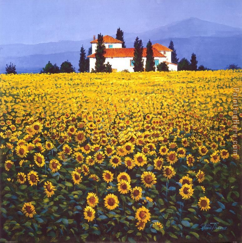 Sunflowers Field painting - Steve Thoms Sunflowers Field art painting